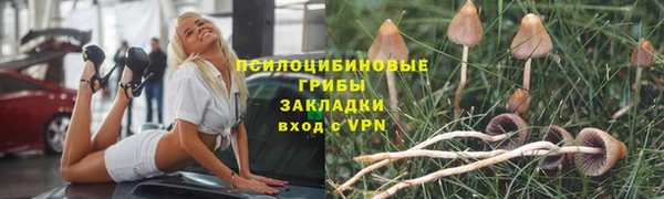прущие грибы Армянск
